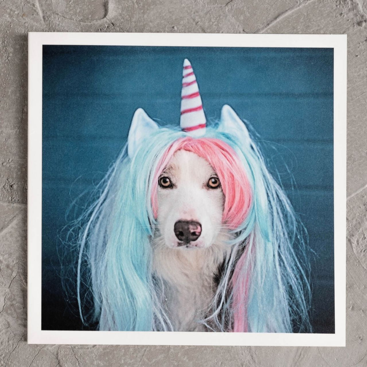 Kolorowa kartka UNIDOG