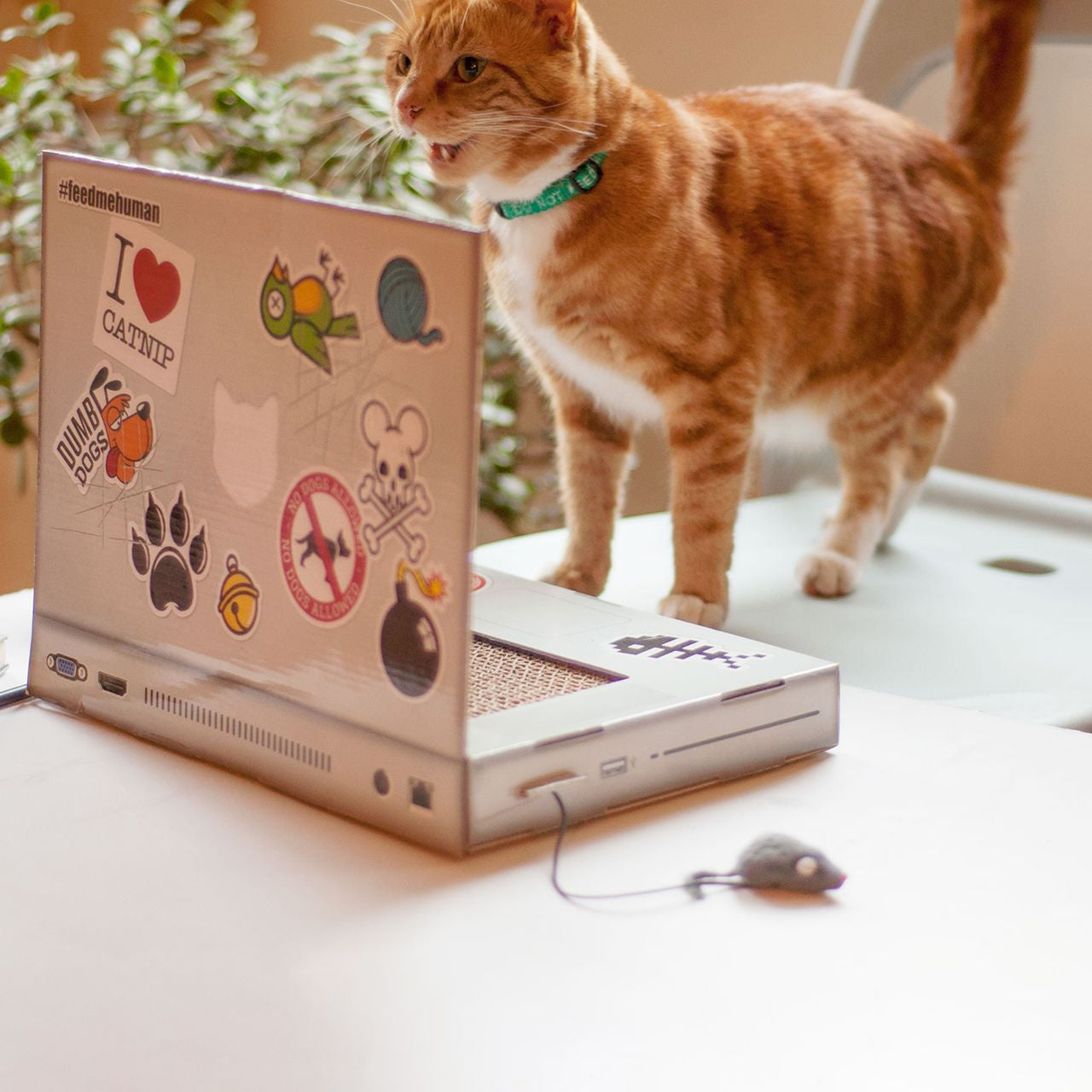 Tekturowa zabawka dla kota Laptop