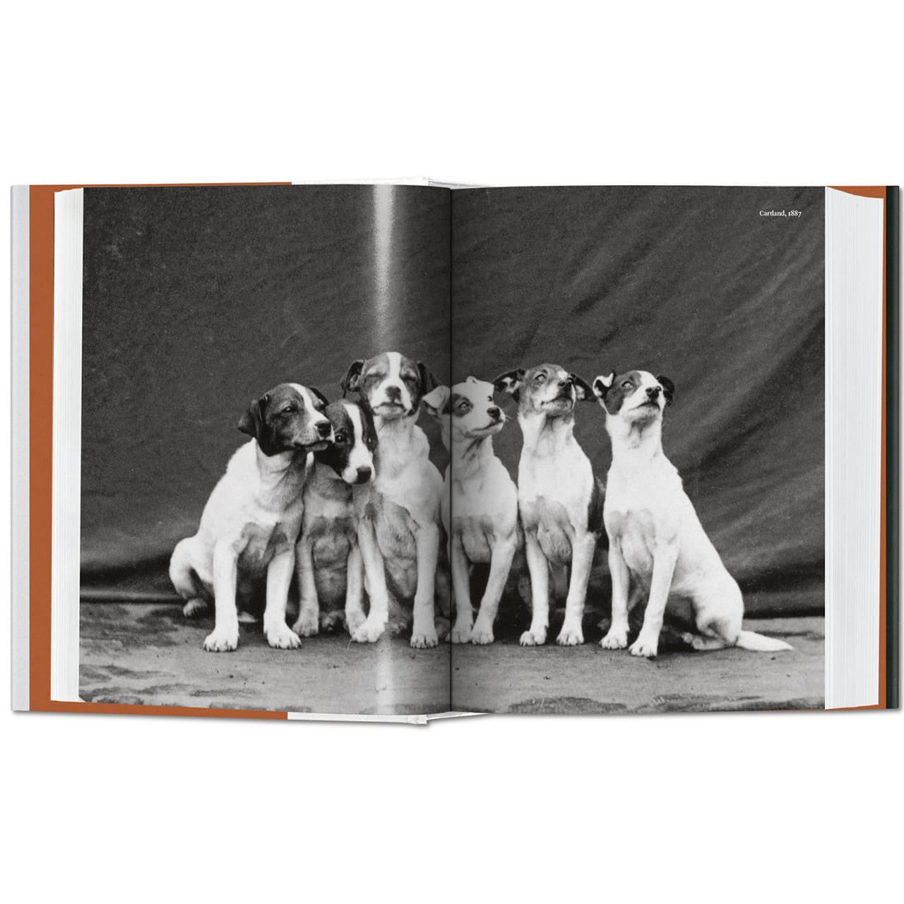 Książka o psach - The Dog In Photography prezent dla psiarza prezent dla psiary prezent dla miłośnika psów